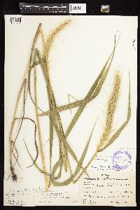 Elymus canadensis var. canadensis image