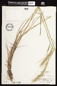 Elymus canadensis var. canadensis image