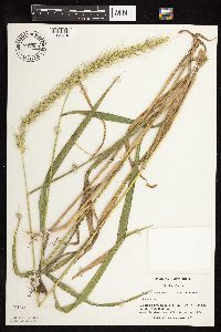 thumbnail image of current specimen