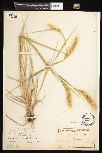 Elymus canadensis image