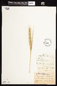 Elymus canadensis image