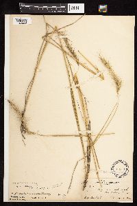 Elymus canadensis image