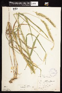 Elymus canadensis var. canadensis image