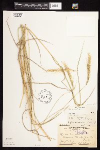 Elymus canadensis var. canadensis image