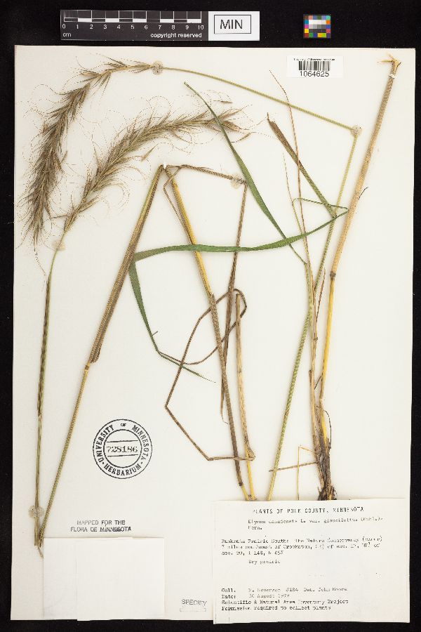 Elymus canadensis var. canadensis image