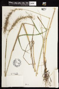 Elymus canadensis var. canadensis image