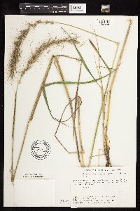 Elymus canadensis image