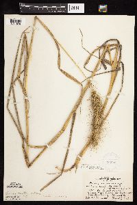 Elymus canadensis var. canadensis image