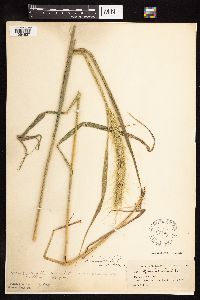 Elymus canadensis image