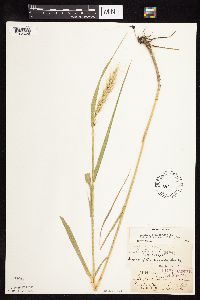 Elymus canadensis image