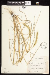 Elymus canadensis image