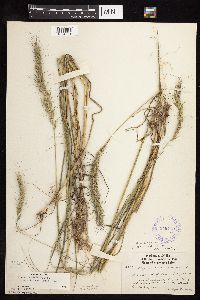 Elymus canadensis image