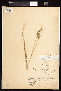 Elymus canadensis var. canadensis image