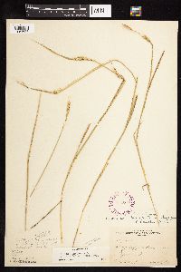 Elymus canadensis image