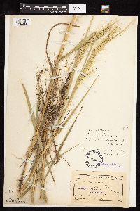 Elymus canadensis var. canadensis image