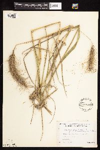 Elymus canadensis var. canadensis image