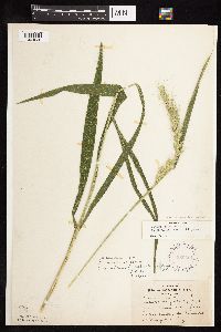 Elymus canadensis image