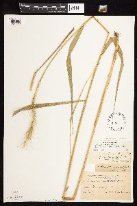 Elymus canadensis var. canadensis image