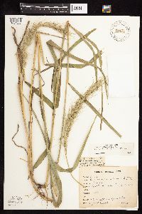 Elymus canadensis image