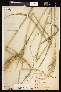 Elymus canadensis var. canadensis image