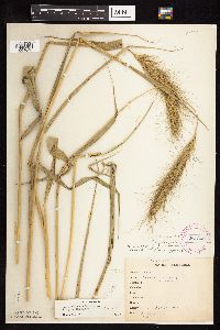 Elymus canadensis var. canadensis image