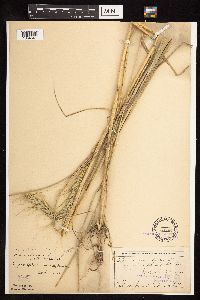 Elymus canadensis var. canadensis image