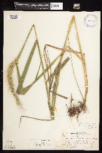 thumbnail image of current specimen