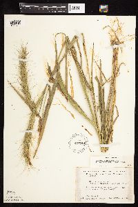 Elymus canadensis var. canadensis image