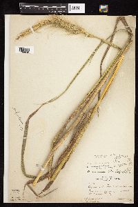 Elymus canadensis var. canadensis image