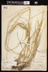 Elymus canadensis image