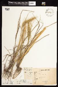 Elymus canadensis image