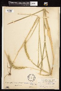 Elymus canadensis image