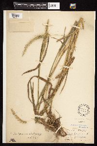 Elymus canadensis image