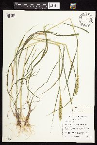 Elymus curvatus image