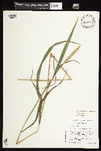 Elymus curvatus image
