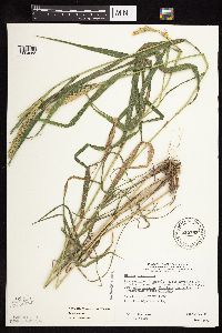 Elymus curvatus image