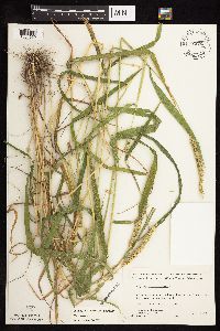 thumbnail image of current specimen