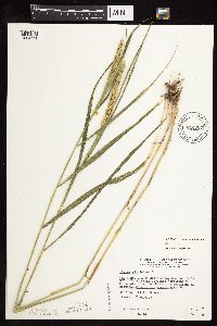 Elymus curvatus image