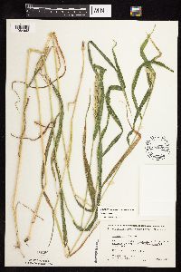 thumbnail image of current specimen