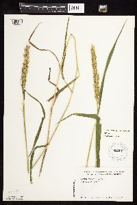 Elymus curvatus image