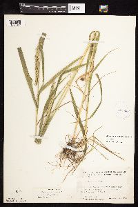 Elymus curvatus image