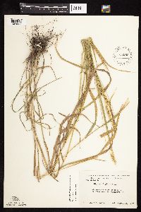 Elymus curvatus image