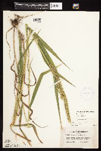 Elymus curvatus image