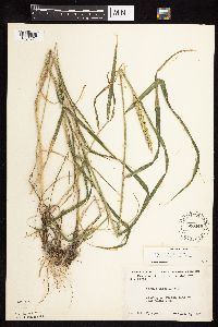Elymus curvatus image