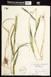 Elymus virginicus image