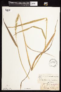 Elymus curvatus image