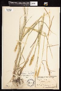 Elymus curvatus image