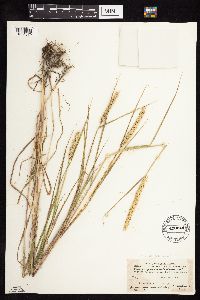 Elymus curvatus image