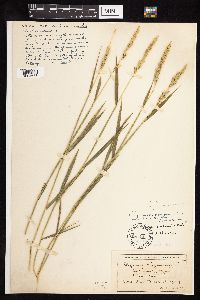 Elymus curvatus image