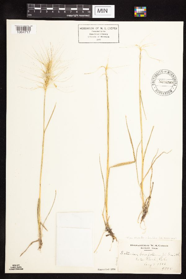 Elymus elymoides subsp. brevifolius image
